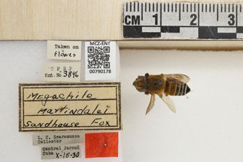 Media type: image;   Entomology 790178 Aspect: Labels